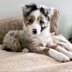 Meet your Posher, Jade